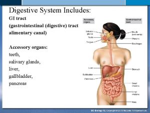 Digestive System Includes GI tract gastrointestinal digestive tract