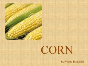 CORN By Varga Boglrka Origins of Corn A