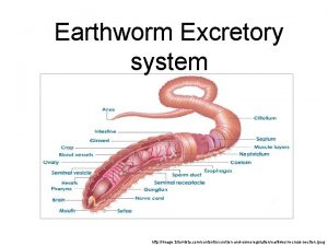 Earthworm Excretory system http image tutorvista comcontentexcretionandosmoregulationearthwormcrosssection jpeg