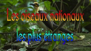 Lquateur Le Condor des Andes La Malaisie Le