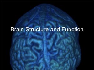 Brain Structure and Function If the human brain