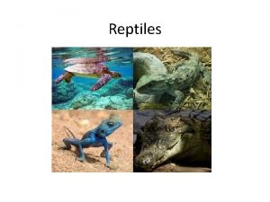 Reptiles Evolution of Reptiles Reptiles were 1 st