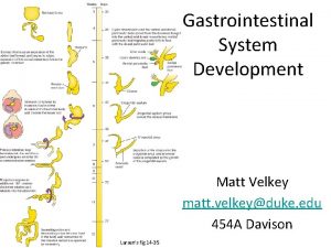 Gastrointestinal System Development Matt Velkey matt velkeyduke edu