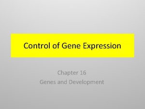 Control of Gene Expression Chapter 16 Genes and
