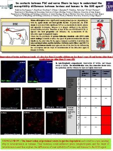 Do contacts between FDC and nerve fibers be