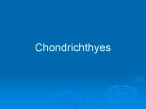 Chondrichthyes Hydrodynamics Body shape Sharks typically have an