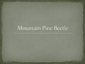 Mountain Pine Beetle Life Cycle During the months
