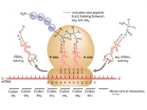 COMPLEJO APARATO DE GOLGI Sistema de endomembranas NO