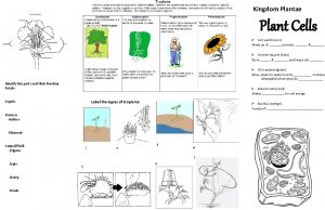 Kingdom Plantae Plant Cells Cell wall brown Made