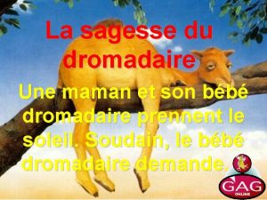 La sagesse du dromadaire Une maman et son