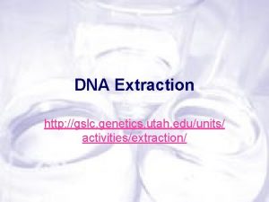 DNA Extraction http gslc genetics utah eduunits activitiesextraction