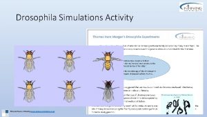 Drosophila Simulations Activity David Faure In Thinking www