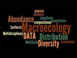Macroecology characterizing and explaining patterns of abundance distribution