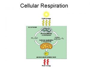 Cellular Respiration Hypothesize why there are more mitochondria