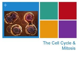 The Cell Cycle Mitosis The Cell Cycle The