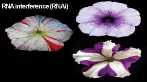 RNA interference RNAi 1 Outline Introduction RNA silencing