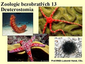 Zoologie bezobratlch 13 Deuterostomia Prof RNDr Lubomr Hanel