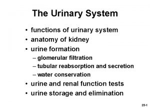 The Urinary System functions of urinary system anatomy
