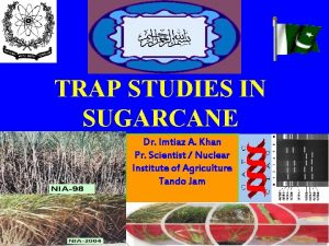 TRAP STUDIES IN SUGARCANE Dr Imtiaz A Khan