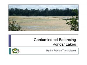 Contaminated Balancing Ponds Lakes Hydra Provide The Solution