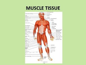 MUSCLE TISSUE Functions of Muscle Tissue The 3