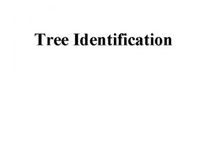 Tree Identification Name this tree 1 Name this