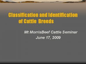 Classification and Identification of Cattle Breeds Mt Morris