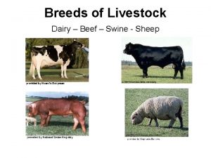 Breeds of Livestock Dairy Beef Swine Sheep Breeds