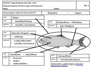 Welche Frage beantwortet der Text Warum knnen Fische