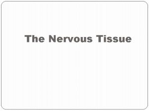 The Nervous Tissue Categories of Tissue 1 Epithelial