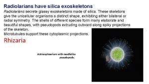 Radiolarians have silica exoskeletons Radiolarians secrete glassy exoskeletons