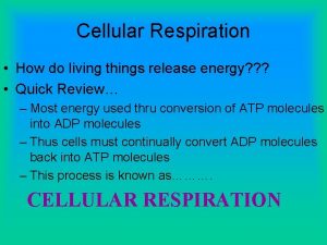 Cellular Respiration How do living things release energy