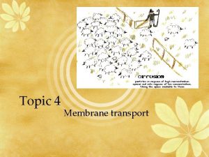 Topic 4 Membrane transport Cell Membrane Obj 13
