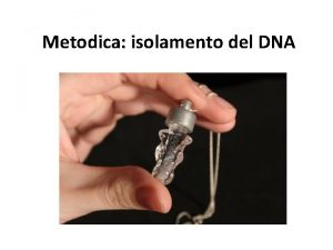 Metodica isolamento del DNA 1 Preparazione Porta 8