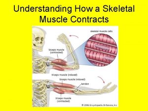 Understanding How a Skeletal Muscle Contracts A skeletal