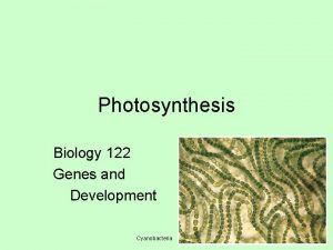 Photosynthesis Biology 122 Genes and Development Cyanobacteria Thylakoid