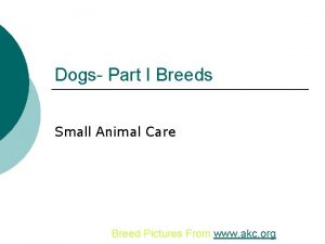 Dogs Part I Breeds Small Animal Care Breed