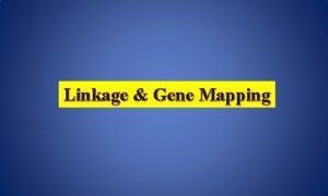 Linkage Gene Mapping Inheritance or Heredity Vertical Inheritance