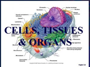 CELLS TISSUES ORGANS CELLS The basic functional unit