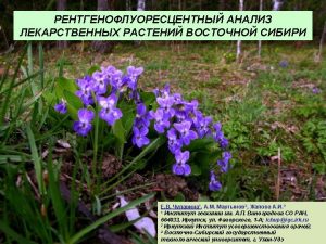 Viola uniflora L Hemerocallis minor Miller Viola sachalinensis
