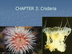 CHAPTER 3 Cnidaria Kingdom Animalia SubKingdom Metazoa Phylum