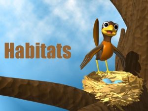 Habitats Habitats Describe the habitat of the Saguaro