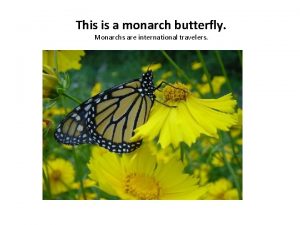 This is a monarch butterfly Monarchs are international
