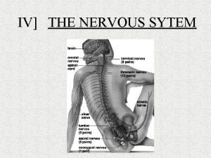 IV THE NERVOUS SYTEM 1 dendrites receptors of