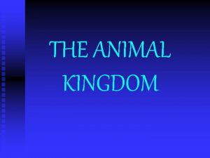 THE ANIMAL KINGDOM CHARACTERISTICS MULTICELLULAR n HETEROTROPHIC n