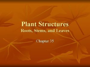 Plant Structures Roots Stems and Leaves Chapter 35