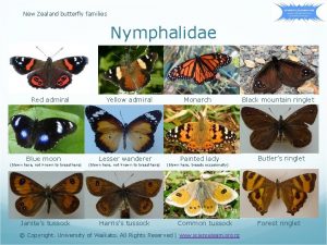 New Zealand butterfly families Nymphalidae Red admiral Blue