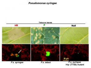 Pseudomonas syringae Tobacco leaves HR P Null 30