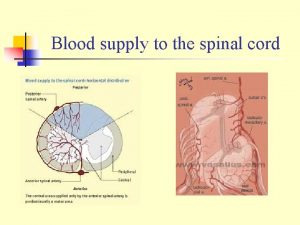 Blood supply to the spinal cord Spinal cord