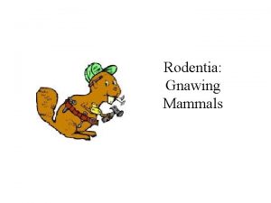 Rodentia Gnawing Mammals Rodentia Checklist one pair of